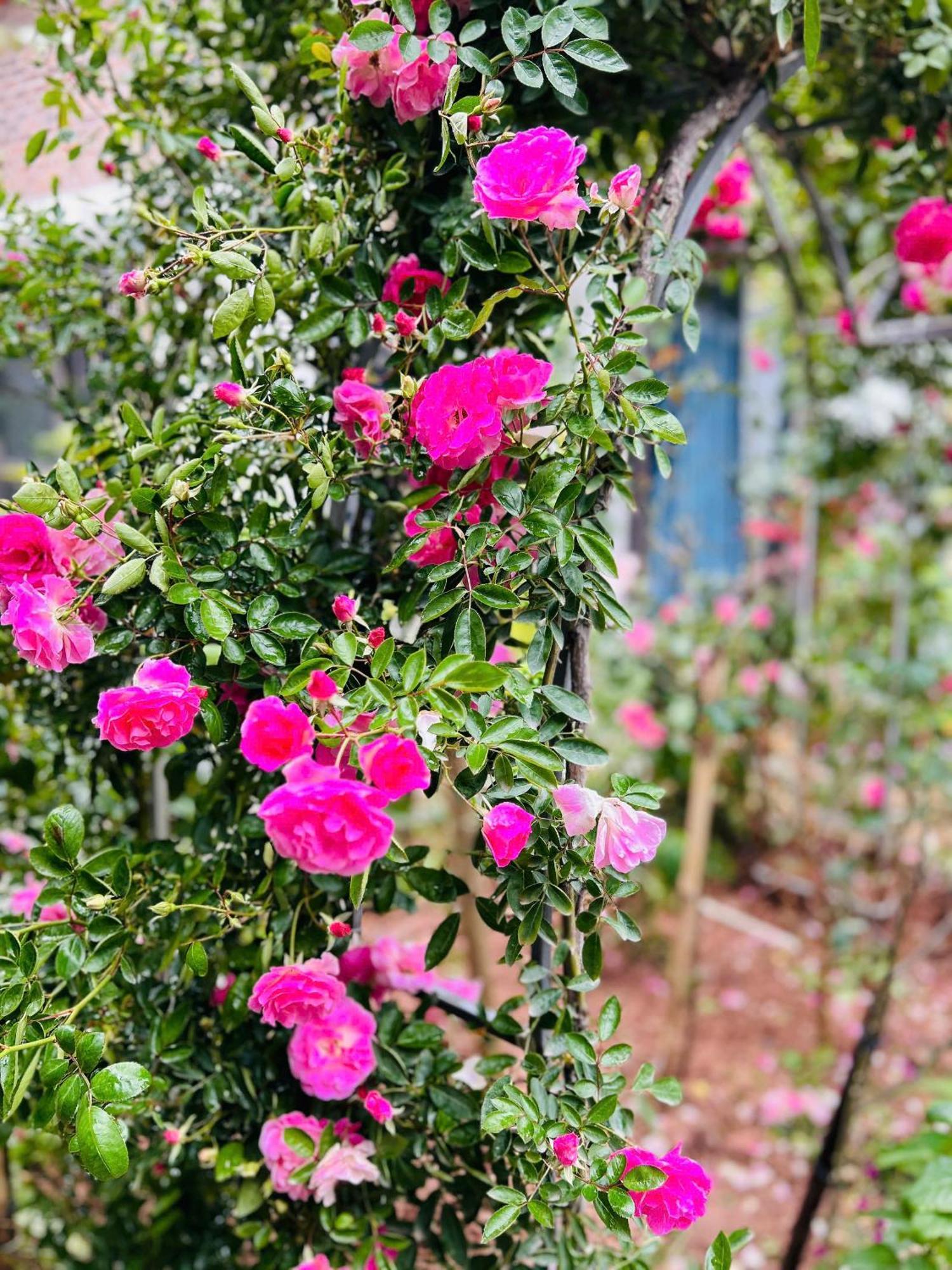 Tam Coc Boutique Garden Otel Ninh Binh Dış mekan fotoğraf
